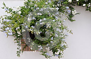 Window covered with flowers