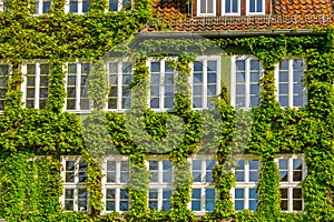 Window covered in ivy in Hannover, Germany