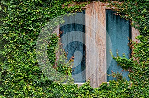 Window covered with ivy natural green leaf grass cover wall forest house concept