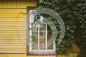 Window of cozy little country house painted yellow among lush green trees and bushes