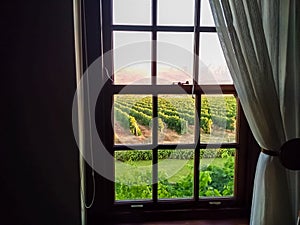 Window with curtain draped and vineyard sunset view