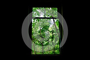A window from the darkness to the bright green forest