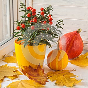 Window Decor for Thanksgiving with pumpkins and nightshade