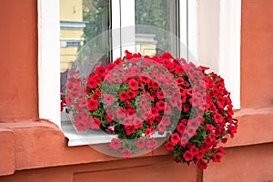 Window decorated with flowers, decorative greenery, typical view of the old city street Nizhny Novgorod, Russia