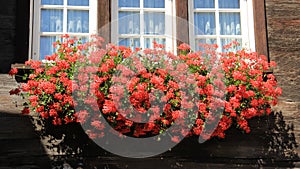 Window Decorative With Geraniums Flowers