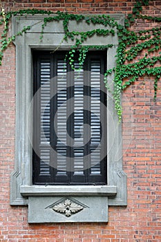 Window with exquisite engrave and vine plant