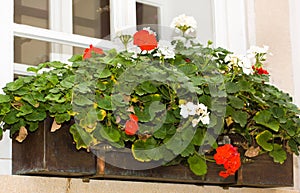 Window floral decoration
