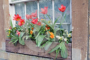 Window Flower Box