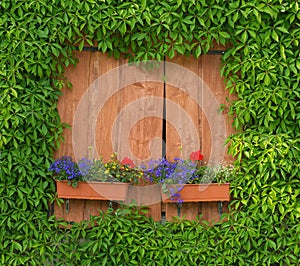 Window with flower boxes and green wild wine