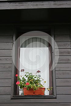 Window with flowerpots