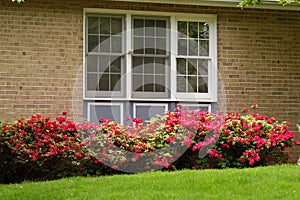 Window and flowers