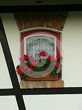 window and flowers photo