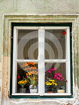 Window with flowers