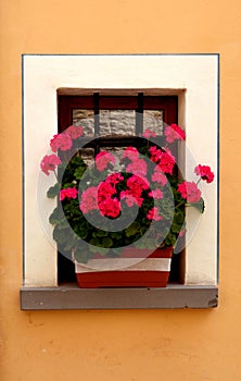 Window with flowers