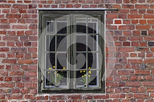 Window with flowers