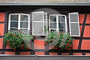 Window and flowers