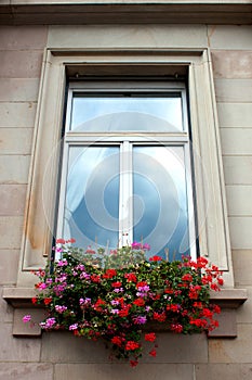 Window and flowers