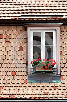 Window and flowers