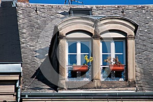 Window and flowers