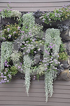 Window Flowers jardiniere in Downtown of Portsmouth in New Hampshire of USA