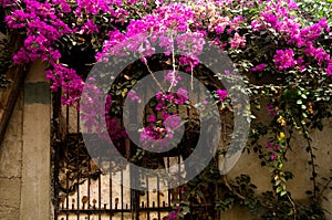 Window with flowers photo