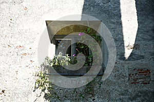 Window with flowers in the pot with a light walling on it