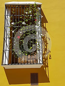 Window flowers, vine growing over security frame