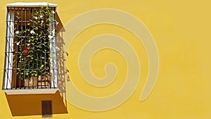 Window flowers, vine growing over security frame