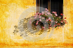 Window flowers wall