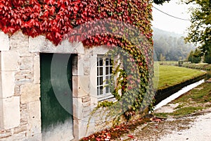 Window of French building is entwined with red ivy. Stream or river near house