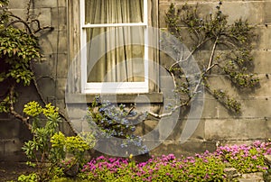 Window with garnening arrangement