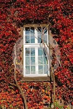 Window in grapevine leaves
