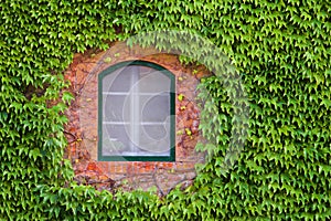 Window Through Green