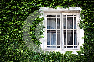Window and green ivy