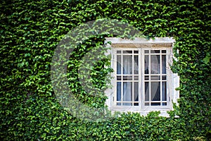 Window and green ivy