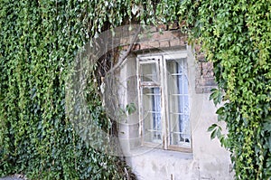 Window at green ivy wall