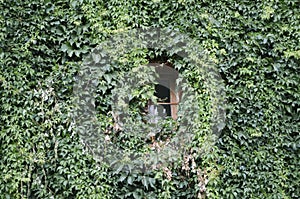 Window at green ivy wall