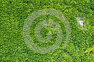 Window at Green ivy wall.