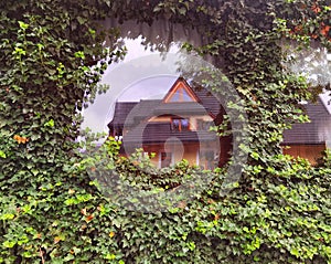 Window on green leaves wall, ivy. Green concept. Mirror windowed.