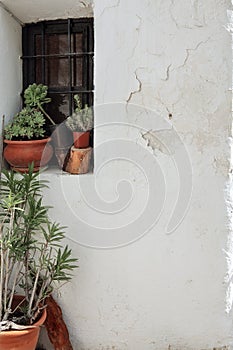 Window with green plant in ceramic pots on a white cracked wall, Ibiza, Spain