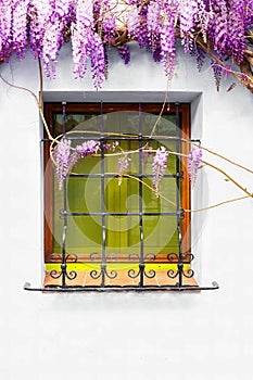 Window with green shutters adorned with vibrant purple wisteria flowers, on white wall. Copy space