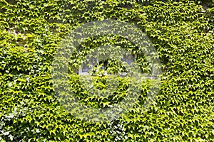 Window on the green wall