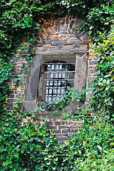 Window with grill in stone wall with ivy