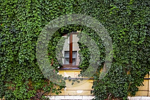 Window of the house is abundantly overgrown with bright fresh green ivy