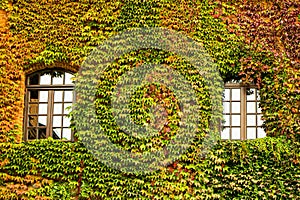 The window of the house is overgrown with ivy. Green, red and yellow leaf. Facade of the building with windows braided