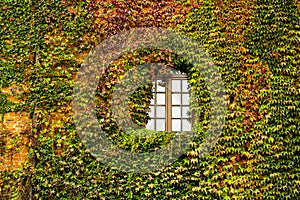 The window of the house is overgrown with ivy. Green, red and yellow leaf. Facade of the building with windows braided