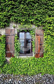 Window and Ivy