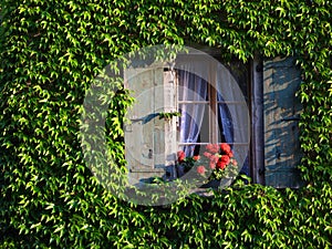Window on ivy covered wall