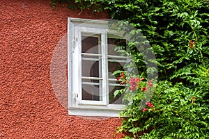 Window and ivy, home overgrown with plants and flowers