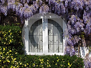 Window with lilac